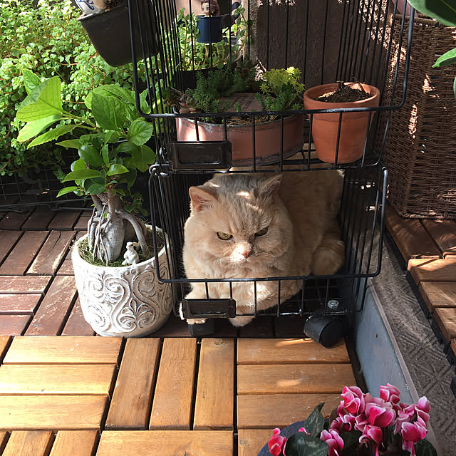 naokoさんの部屋