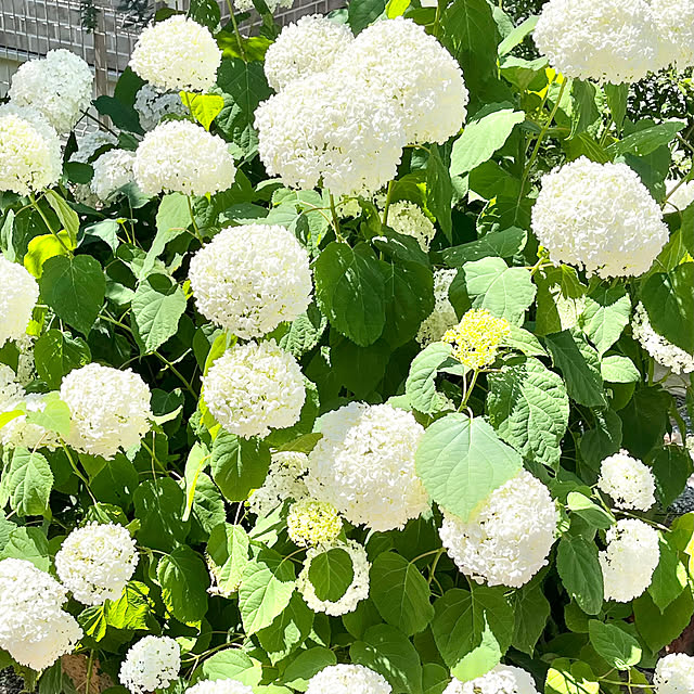 samanthakitchenさんの部屋