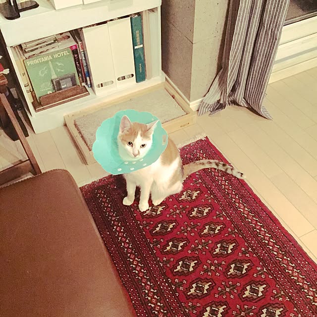 ziziguguさんの実例写真