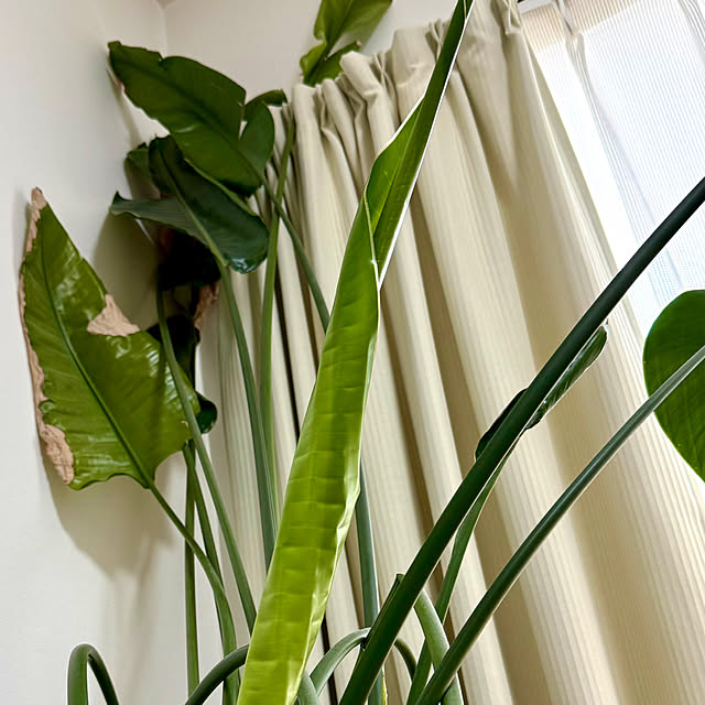 sakura-51さんの部屋