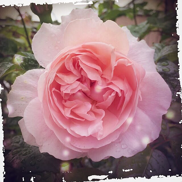 pink.heart.countryさんの実例写真