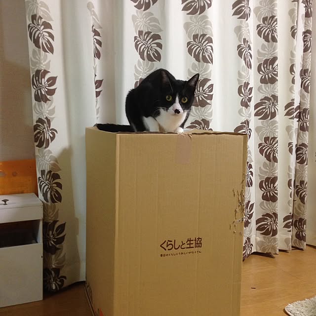 Kinanさんの実例写真