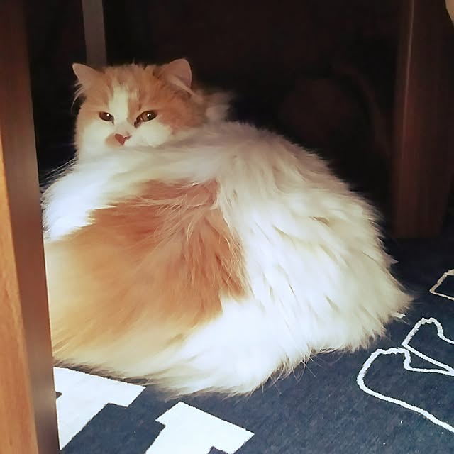 nonkoさんの実例写真