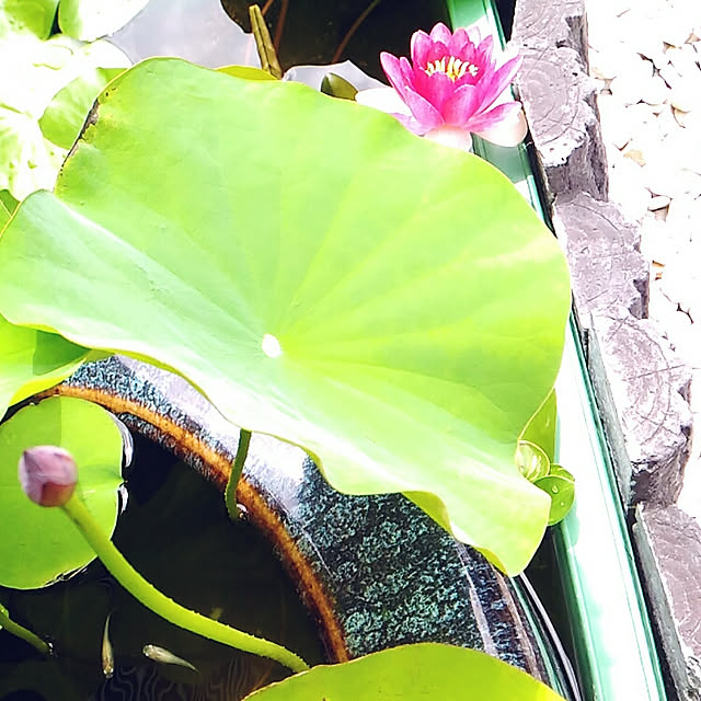 littlemomさんの実例写真