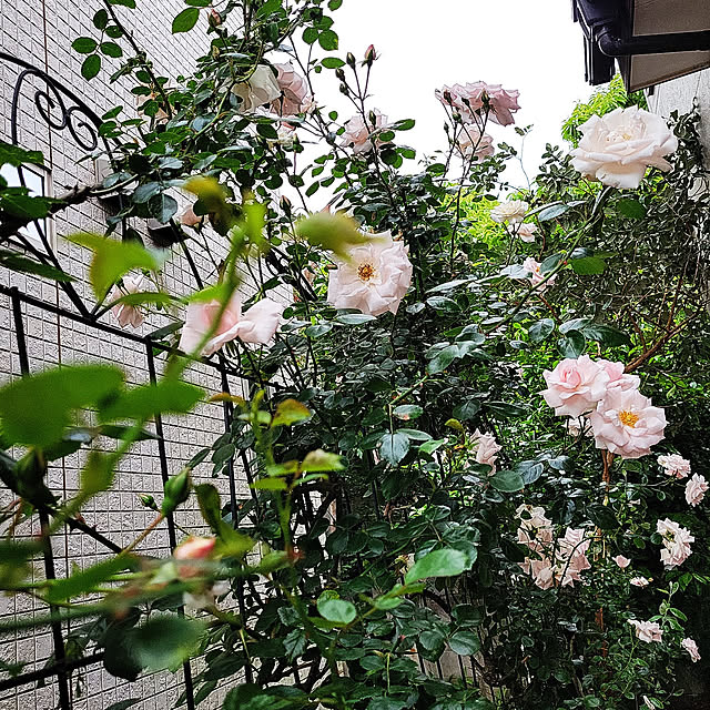 mimi828さんの実例写真