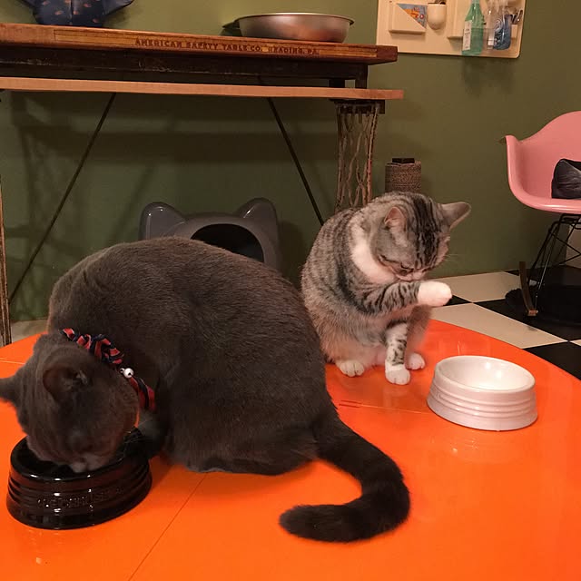 Shojiさんの実例写真