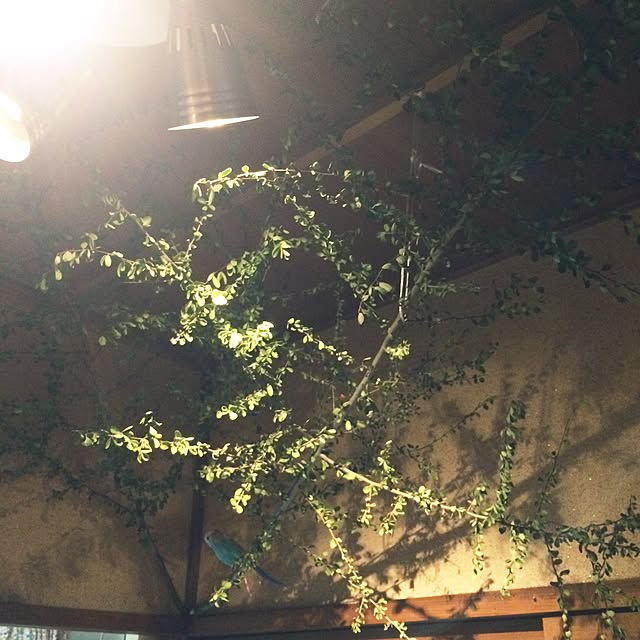 tomo-ko3さんの実例写真