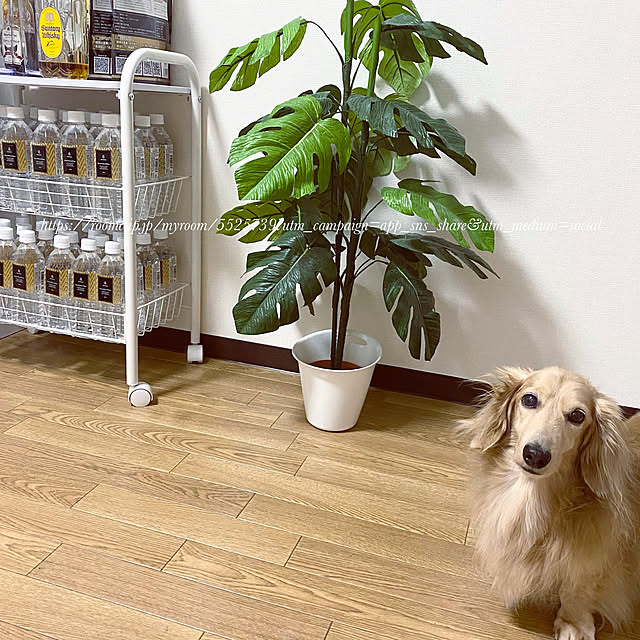 locaさんの実例写真