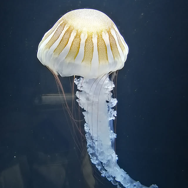 ベッド周り/クラゲ/いつもいいねやコメありがとうございます♡/加茂水族館のインテリア実例 - 2022-07-10 22:52:06