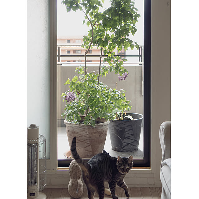 oliveさんの実例写真