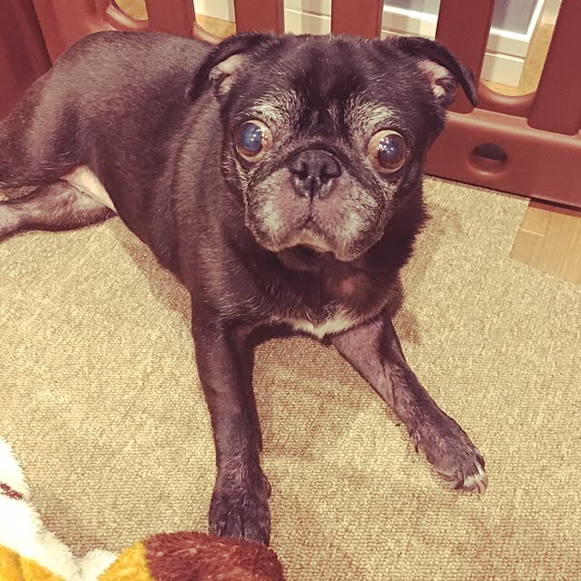 pugholicさんの実例写真