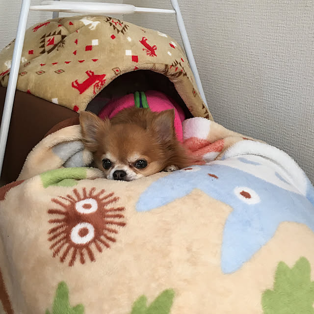 koroさんの実例写真