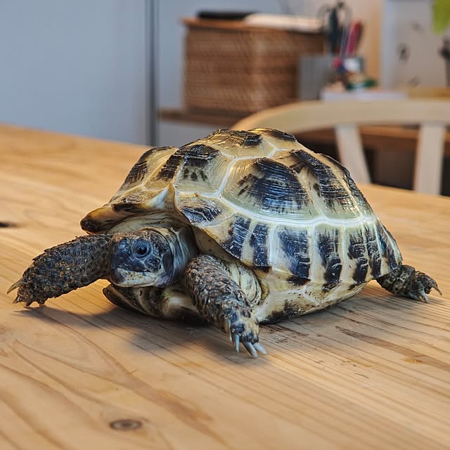 akatsuoさんの部屋