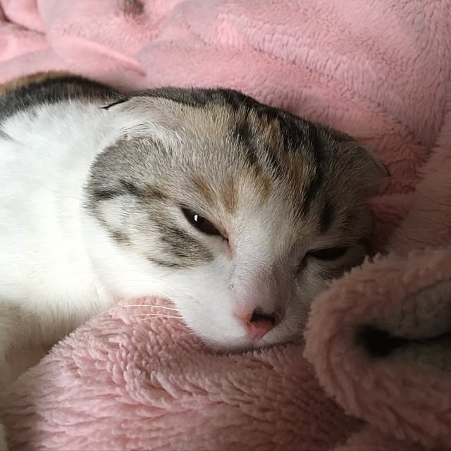 yokkochanさんの実例写真