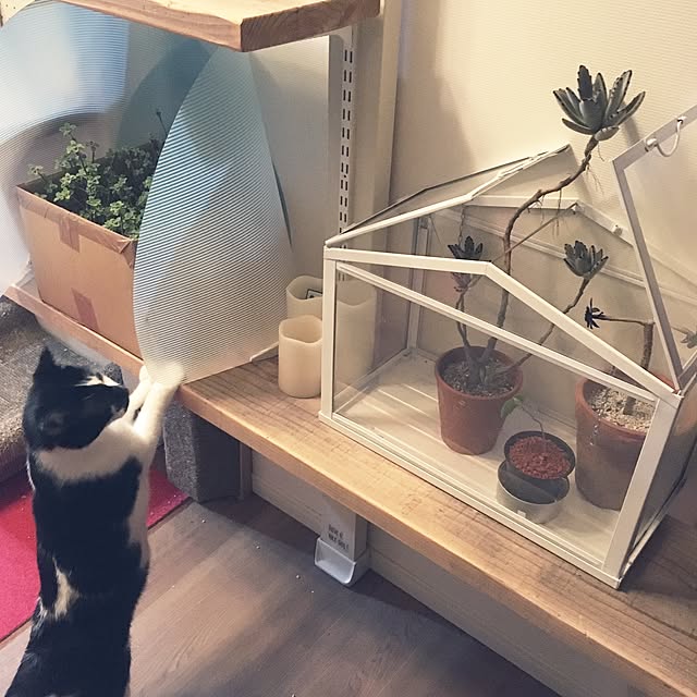 mikomaruさんの実例写真