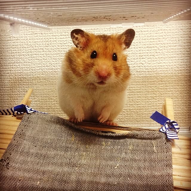 bichunosukeさんの実例写真