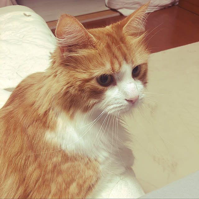uchidaizuさんの実例写真