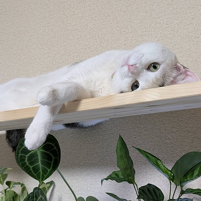 REI.DIYさんの実例写真