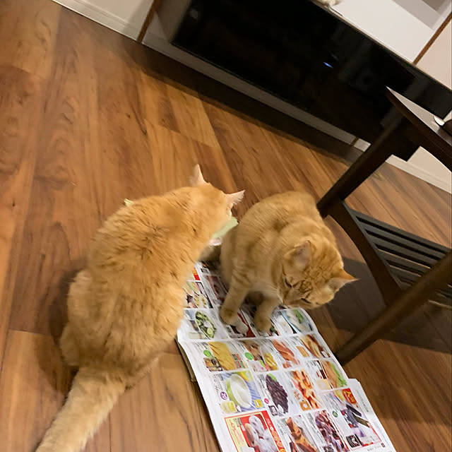 mikeume7さんの実例写真