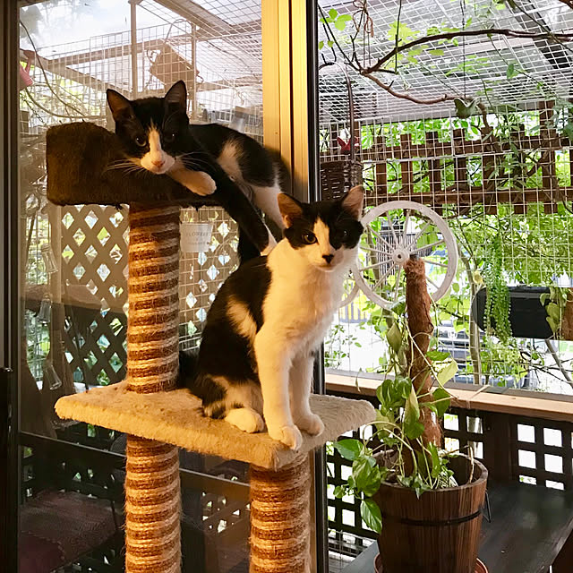 butachanさんの実例写真