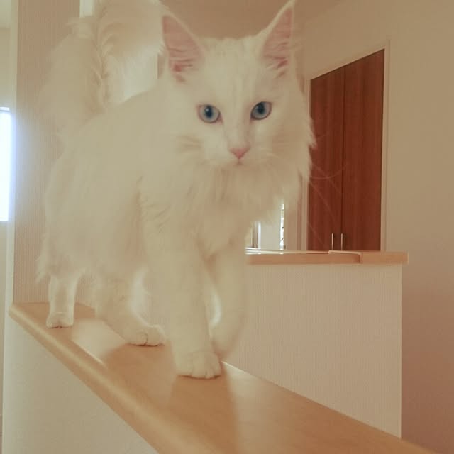 Msenbeeeさんの実例写真