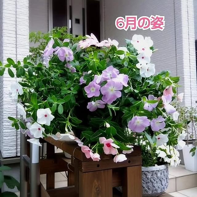 aquaさんの部屋