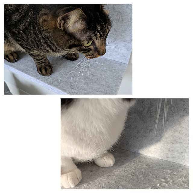 hihaさんの実例写真