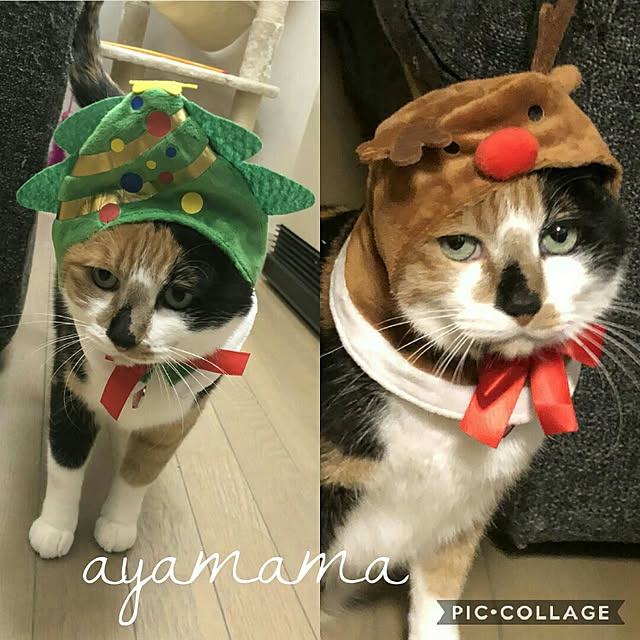 ayamamaさんの実例写真