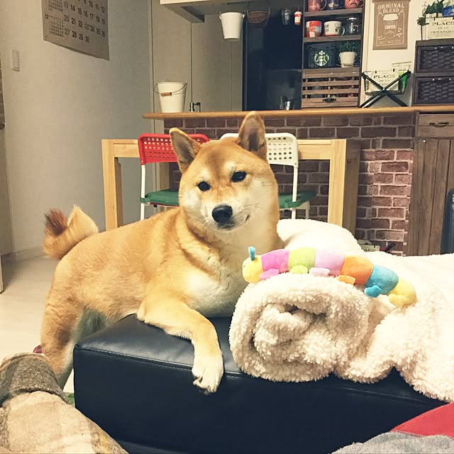 araibaさんの実例写真