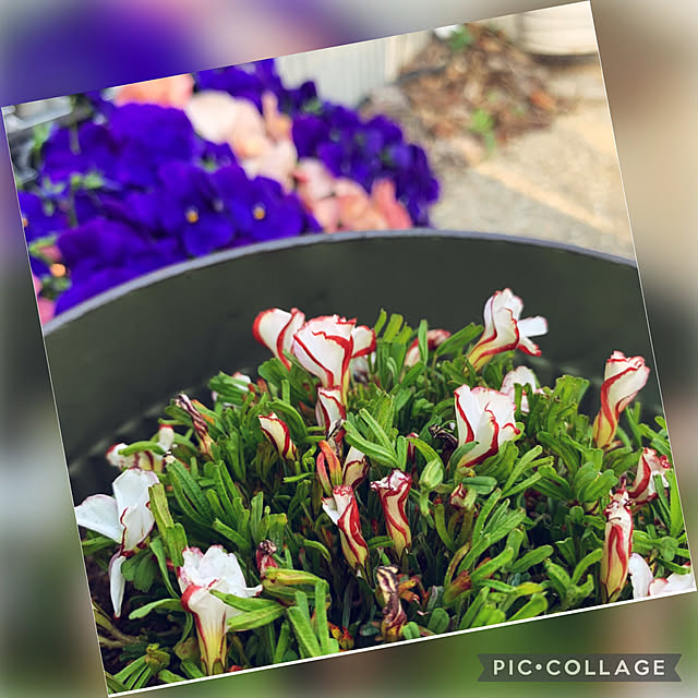 yukarin-gardenさんの実例写真