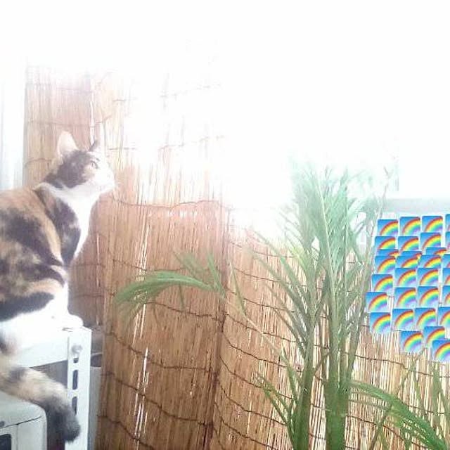 catloveさんの実例写真