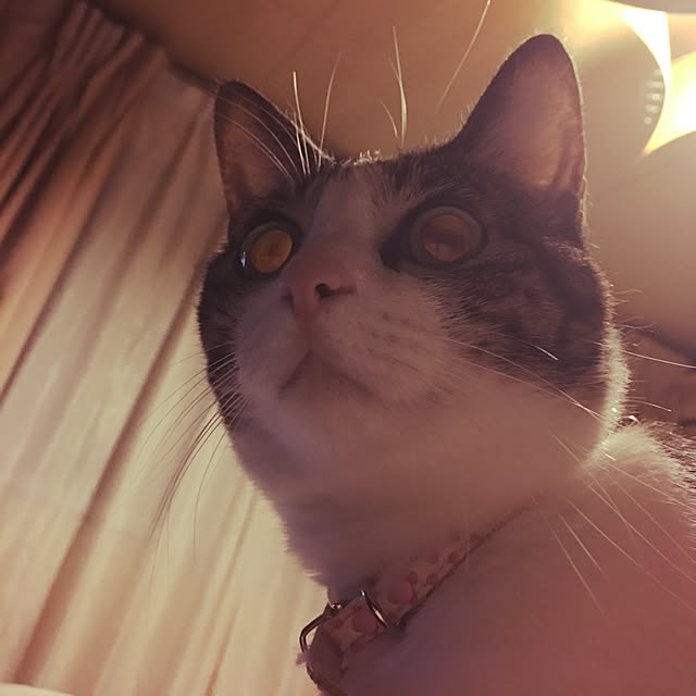 Shihoさんの実例写真