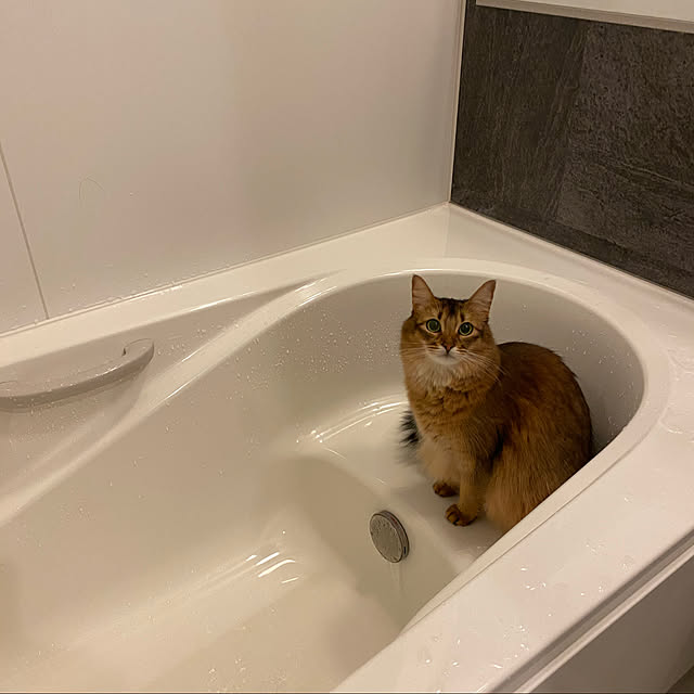 poniさんの実例写真