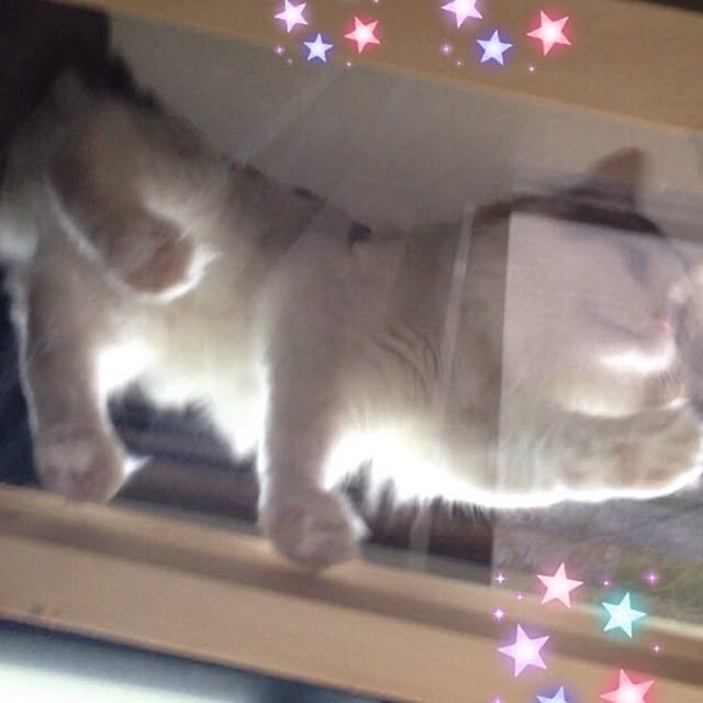 maromaronieさんの実例写真