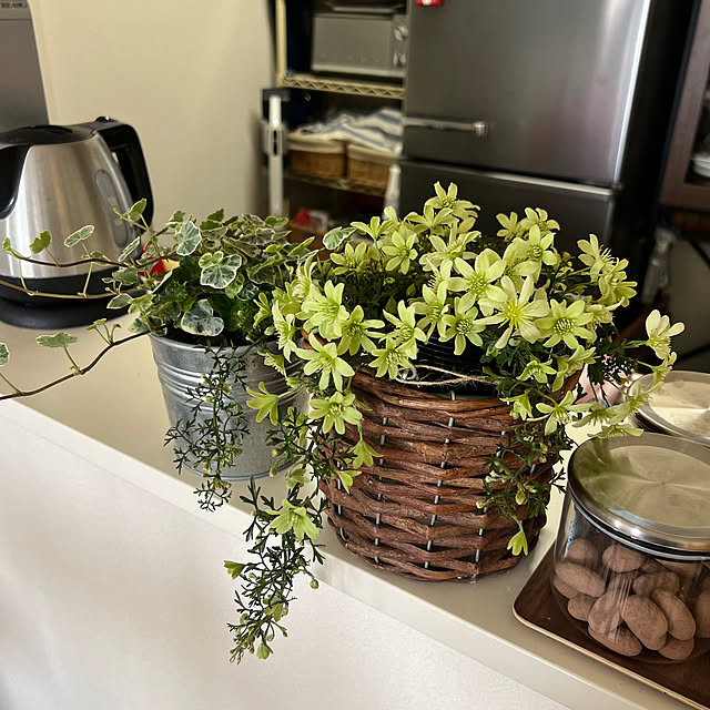 雑貨/一人暮らし/観葉植物/キッチンのインテリア実例 - 2023-03-27 14:41:57