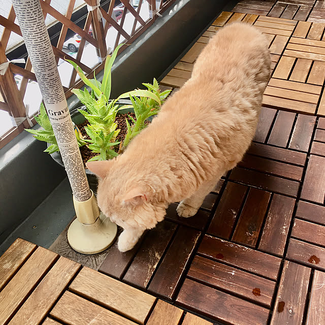 naokoさんの部屋