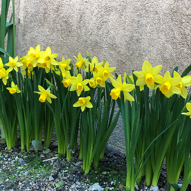 黄色の花/季節の移り変わりを楽しむ/自分時間/癒しの空間/季節を感じる暮らし...などのインテリア実例 - 2022-03-15 19:47:52