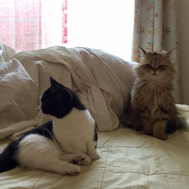 butachanさんの実例写真