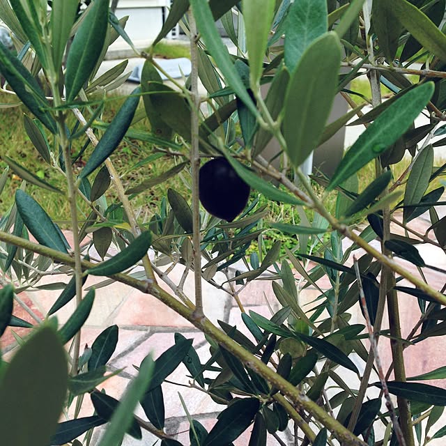 maaLさんの実例写真