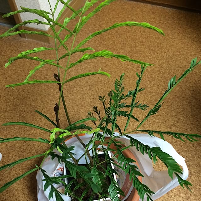 Makiさんの実例写真