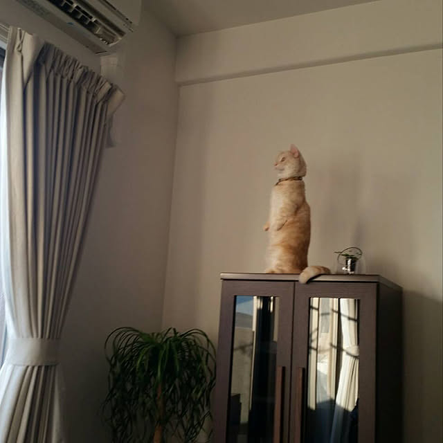 mutsuさんの実例写真