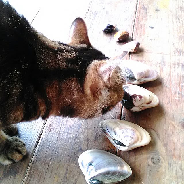 mairin318さんの実例写真