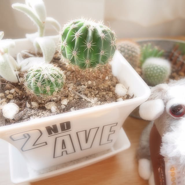 Mahoさんの実例写真