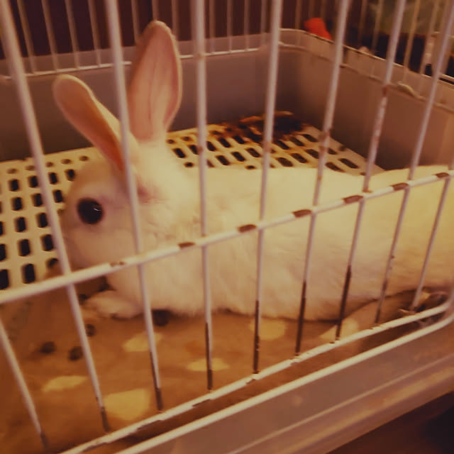 biohazard12247さんの実例写真