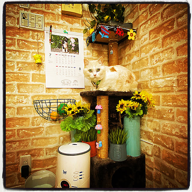 Watanabejunpilさんの実例写真