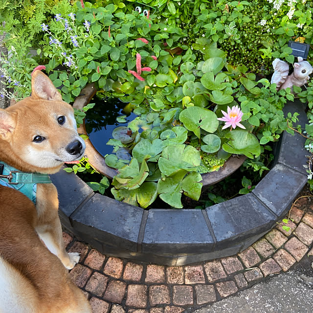 ankoさんの実例写真