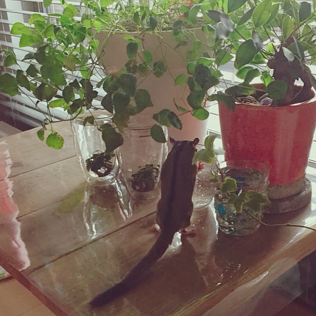 micyaさんの実例写真