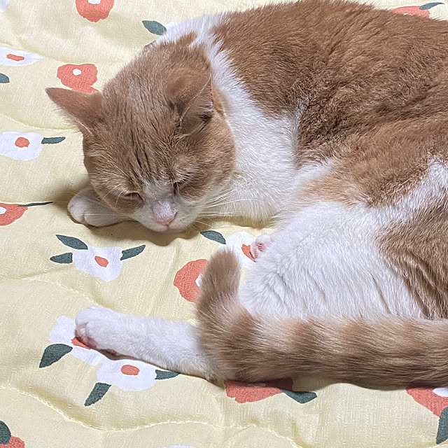 mintteaさんの部屋