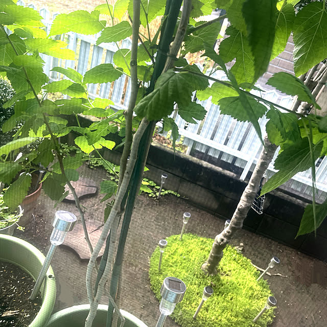 Ohigeさんの実例写真