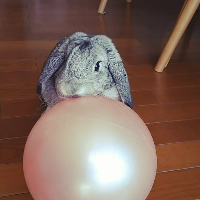 mogu0418さんの実例写真